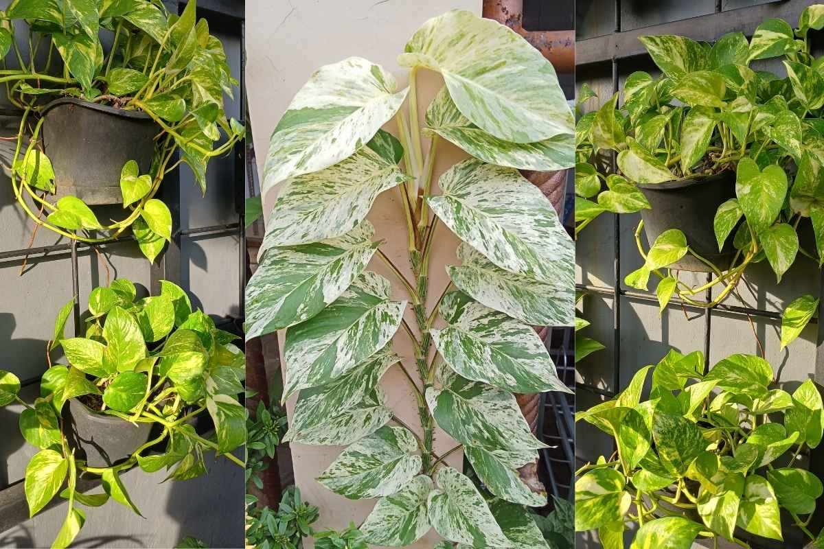 10 Pothos Trellis Ideas That Transform a Small Balcony